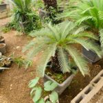 سیکاس - تصویر 3