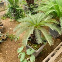 سیکاس - تصویر 3