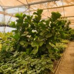 فیکوس لیراتا - تصویر 2