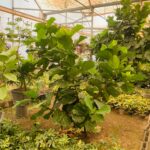 فیکوس لیراتا