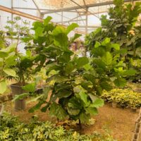 فیکوس لیراتا