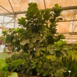 فیکوس لیراتا - تصویر 3