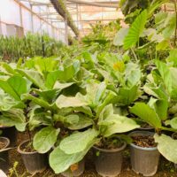 فیکوس لیراتا - تصویر 4