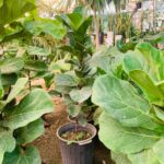 فیکوس لیراتا - تصویر 5