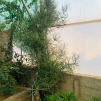 افوربیا تیروکالی