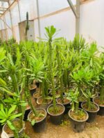 منادینیوم - تصویر 2