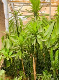 منادینیوم - تصویر 3