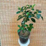 فیکوس جنگلی