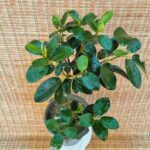 فیکوس جنگلی - تصویر 2