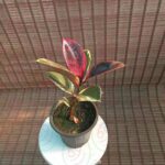 فیکوس شرابی