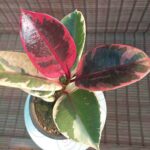 فیکوس شرابی - تصویر 2