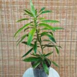 پیله موآ - تصویر 2