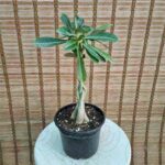 آدنیوم بافت