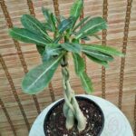 آدنیوم بافت - تصویر 3