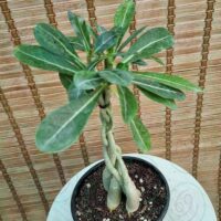 آدنیوم بافت - تصویر 3