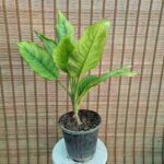 آگلونما کاهویی