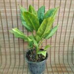 آگلونما کاهویی - تصویر 2