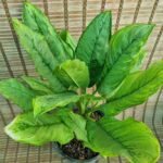 آگلونما کاهویی - تصویر 3