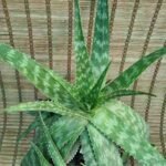 آلوئه ورا - تصویر 2