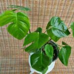 برگ انجیری پنجه شیری - تصویر 2