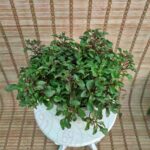 چمن عروس - تصویر 2