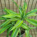 دراماسیس - تصویر 2