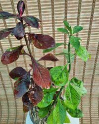 فردوس - تصویر 2