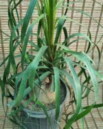 لیندا - تصویر 2