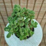 پنجه خرسی - تصویر 2