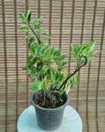 پدیلانتوس ابلق