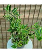 پدیلانتوس ابلق - تصویر 2