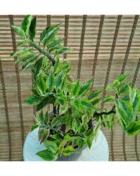 پدیلانتوس ابلق - تصویر 2