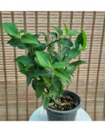 پدیلانتوس سبز