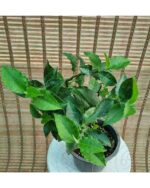 پدیلانتوس سبز - تصویر 2