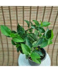 پدیلانتوس سبز - تصویر 2