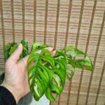 پتوس حصیری - تصویر 2