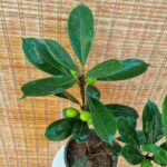 فیکوس پولا - تصویر 2