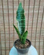 سانس کراواتی امریکن