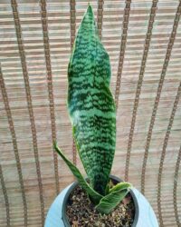 سانس کراواتی امریکن - تصویر 2