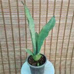 سانس مهتابی