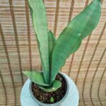 سانس مهتابی - تصویر 2