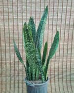 سانس پوست ماری