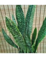 سانس پوست ماری - تصویر 2