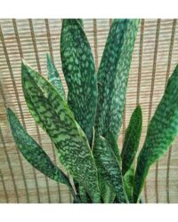 سانس پوست ماری - تصویر 2