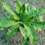 سرخس لانه کبوتری