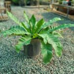 سرخس لانه کبوتری - تصویر 2