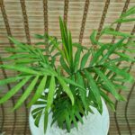 شامادورا - تصویر 2