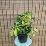 شفلرا سلطنتی