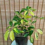 شفلرا سلطنتی - تصویر 2