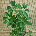 شفلرا - تصویر 2